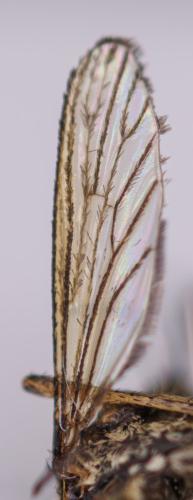 Réf. 342 551 : Culex pipiens